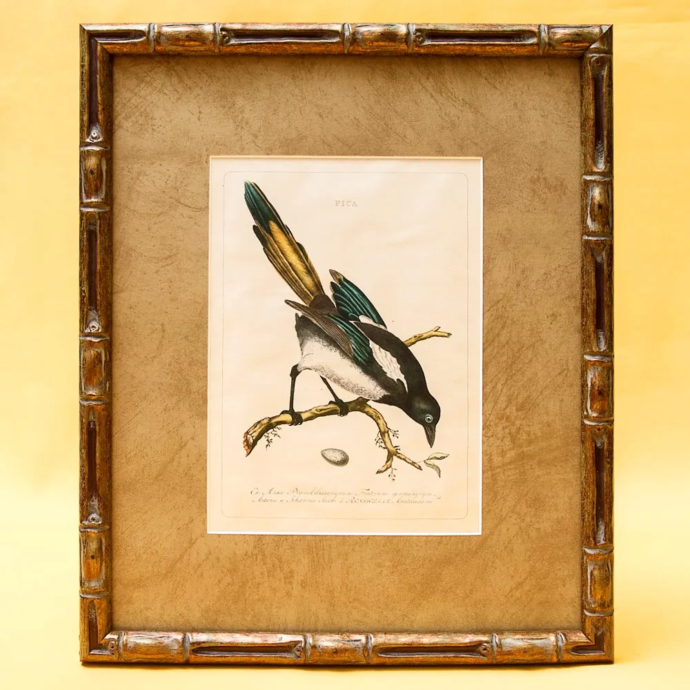 Картина - Литография «Сорока» из серии «Птицы Голландии». Nederlandce Vogelen, Голландия.