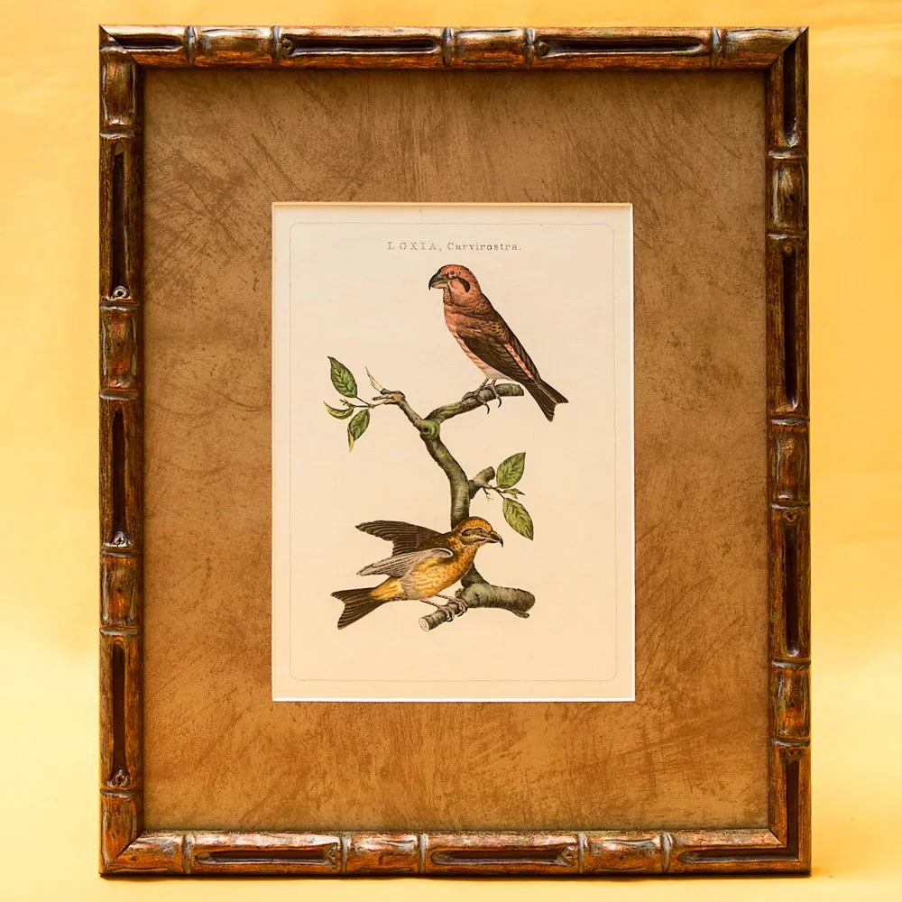 Картина - Литография «Клест» из серии «Птицы Голландии». Nederlandce Vogelen, Голландия.