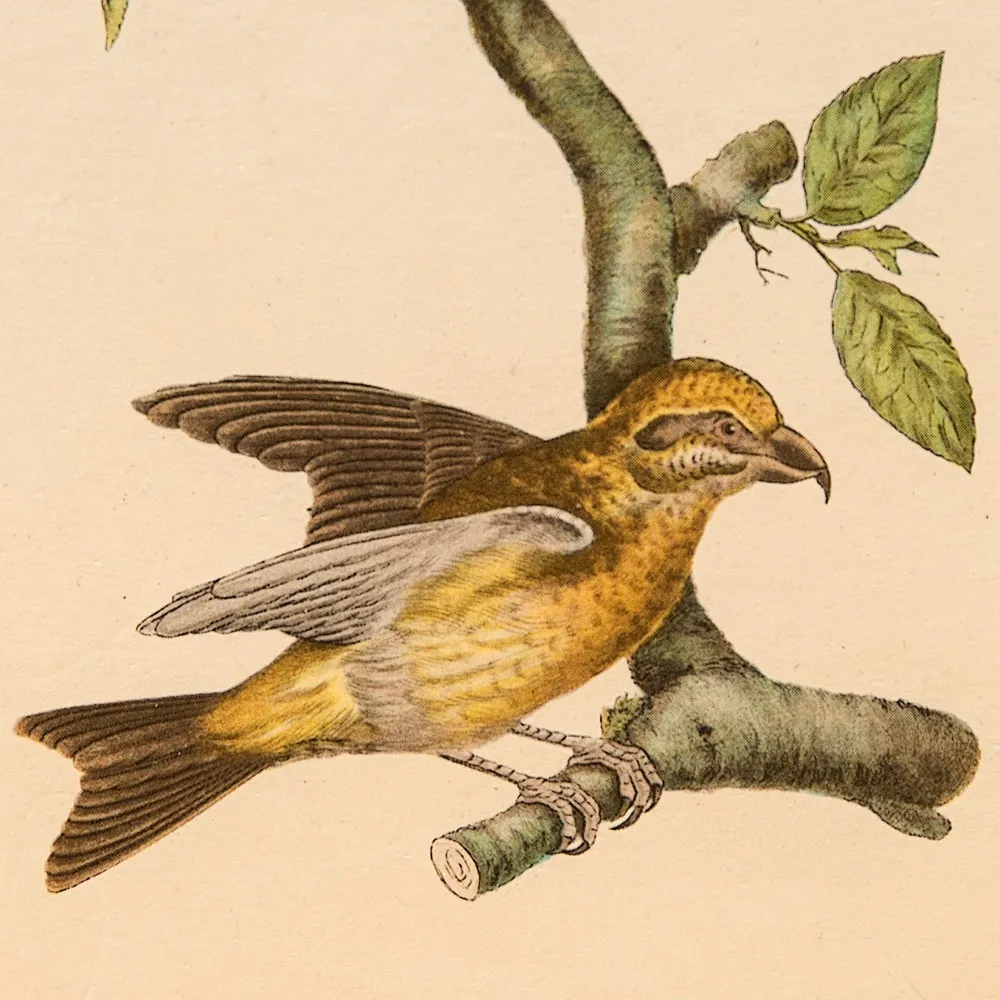 Картина - Литография «Клест» из серии «Птицы Голландии». Nederlandce Vogelen, Голландия.