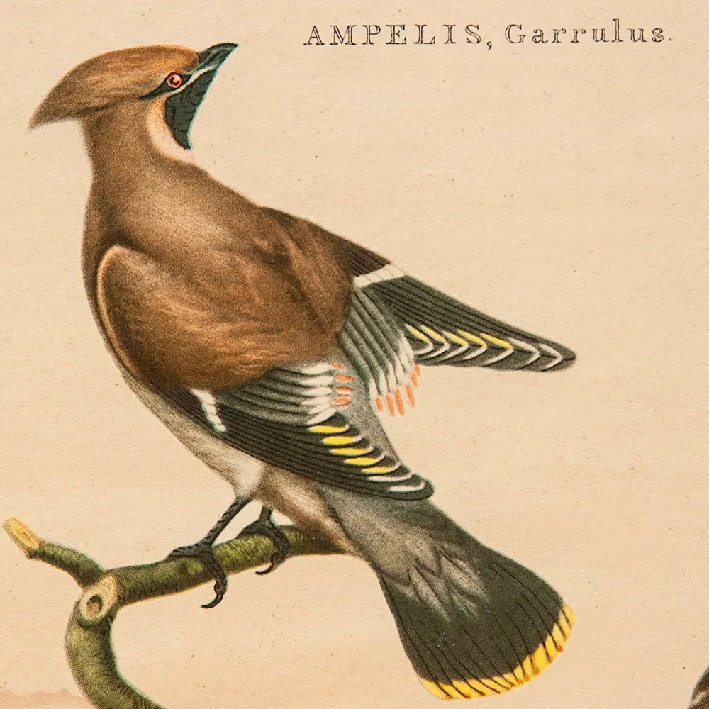 Картина - Литография «Свиристели» из серии «Птицы Голландии». Nederlandce Vogelen, Голландия.