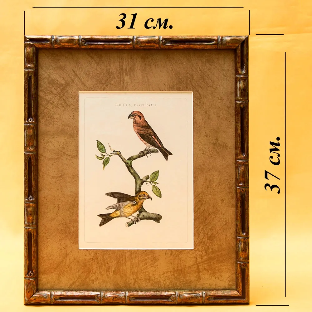 Картина - Литография «Клест» из серии «Птицы Голландии». Nederlandce Vogelen, Голландия.