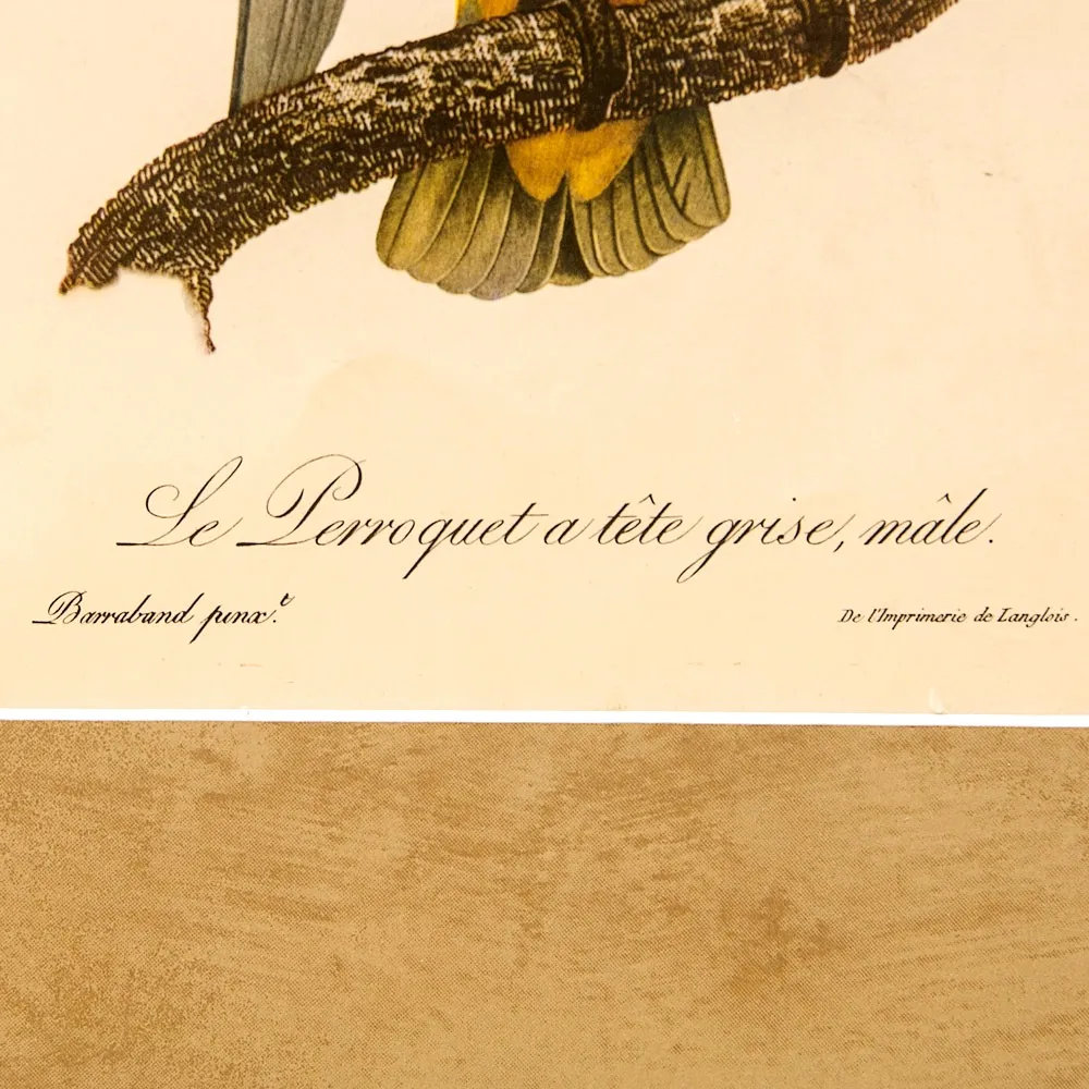 Картина - Литография «Попугай на ветке» из серии «Птицы», Голландия.