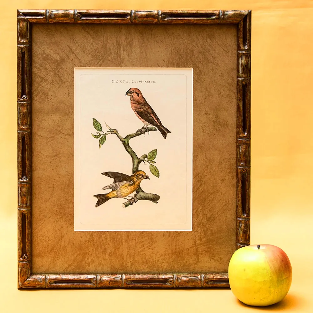 Картина - Литография «Клест» из серии «Птицы Голландии». Nederlandce Vogelen, Голландия.