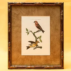 Картина - Литография «Клест» из серии «Птицы Голландии». Nederlandce Vogelen, Голландия.