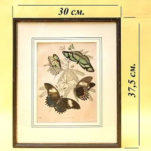 Антикварная Иллюстрация - Гравюра - Картина «Энциклопедия Лепидоптерологии - Бабочки», Германия -1869 год.