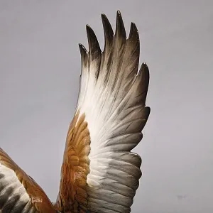 Большая Коллекционная статуэтка «Коричневый Ястреб на Охоте», Фарфор Hutschenreuther Германия.