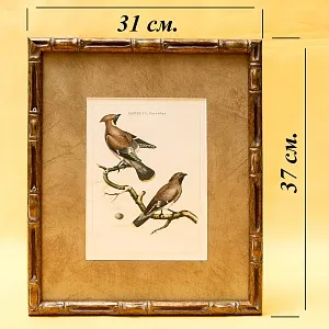 Картина - Литография «Свиристели» из серии «Птицы Голландии». Nederlandce Vogelen, Голландия.