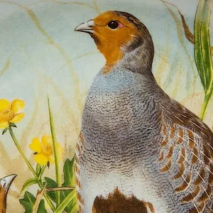 Коллекционная Тарелка «Серая куропатка» Фарфор Лимож Limoges Франция 1979 год.