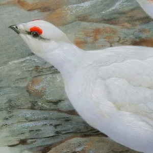 Коллекционная Тарелка «Белая Куропатка» Фарфор Лимож Limoges Франция 1979 год.