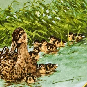 Коллекционная Фарфоровая Тарелка - Блюдо «Дикая Природа. Утиная семья», KAISER Германия. 