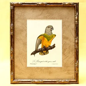 Картина - Литография «Попугай на ветке» из серии «Птицы», Голландия.