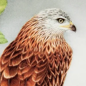 Коллекционная Тарелка «Красный Коршун» Фарфор Лимож Limoges Франция 1984 год.