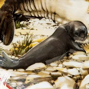 Коллекционная Рельефная Тарелка «ТЮЛЕНИ» Фарфор, Villeroy&Boch Германия -1981 год.