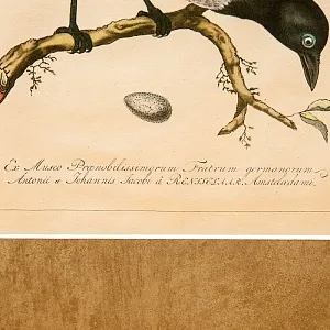 Картина - Литография «Сорока» из серии «Птицы Голландии». Nederlandce Vogelen, Голландия.