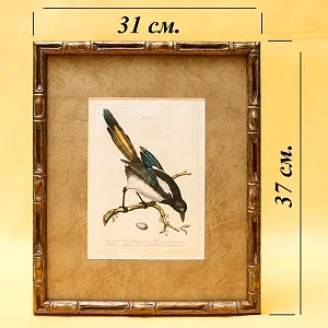 Картина - Литография «Сорока» из серии «Птицы Голландии». Nederlandce Vogelen, Голландия.