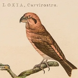 Картина - Литография «Клест» из серии «Птицы Голландии». Nederlandce Vogelen, Голландия.