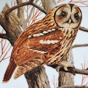 Коллекционная Тарелка - Блюдо «Серая Неясыть» Фарфор, Franklin Porcelain США - 80-е гг.