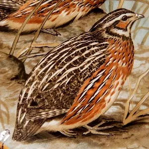 Коллекционная Тарелка «Перепёлки» Фарфор Лимож Limoges Франция 1979 год.