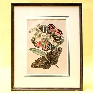 Антикварная Иллюстрация - Гравюра - Картина «Энциклопедия Энтомологии - Бабочки», Германия -1869 год.