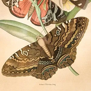 Антикварная Иллюстрация - Гравюра - Картина «Энциклопедия Энтомологии - Бабочки», Германия -1869 год.