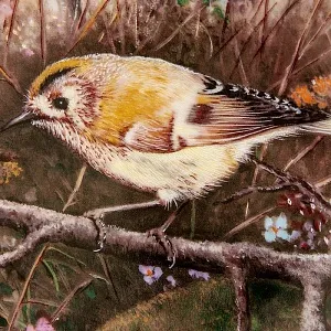 Коллекционная Тарелка «Королек» Фарфор, Tirschenreuth Германия -1992 год.