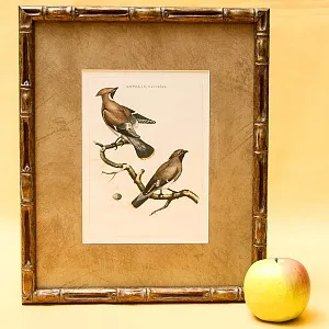 Картина - Литография «Свиристели» из серии «Птицы Голландии». Nederlandce Vogelen, Голландия.