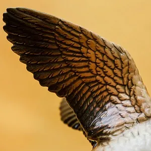 Птица - Фарфоровая статуэтка «Утка - Селезень» Н -18 см., Карл Энс / Karl Ens,  Германия, 50-е годы ХХ века.