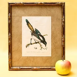 Картина - Литография «Сорока» из серии «Птицы Голландии». Nederlandce Vogelen, Голландия.