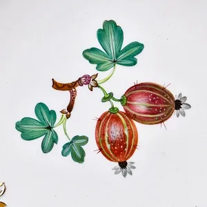 Коллекционное Блюдо - Тарелка «Крыжовник» Фарфор  MEISSEN / МЕЙСЕН, Германия - 1924 - 1934 годы. 