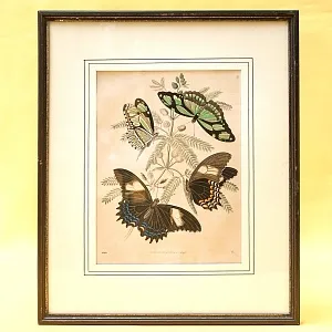 Антикварная Иллюстрация - Гравюра - Картина «Энциклопедия Лепидоптерологии - Бабочки», Германия -1869 год.