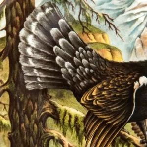 Коллекционная Тарелка «Глухарь» Охота, Фарфор KAISER Porzellan Германия -1979 год.