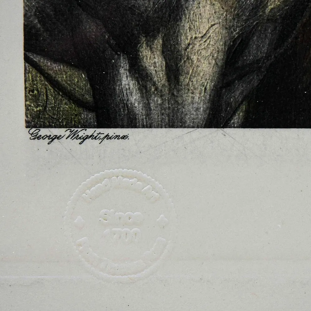 Редкость! Картина - Цветная Гравюра «Лошади - Поло». Thomas ROSS Англия.