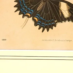 Антикварная Иллюстрация - Гравюра - Картина «Энциклопедия Лепидоптерологии - Бабочки», Германия -1869 год.