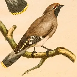 Картина - Литография «Свиристели» из серии «Птицы Голландии». Nederlandce Vogelen, Голландия.