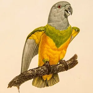 Картина - Литография «Попугай на ветке» из серии «Птицы», Голландия.