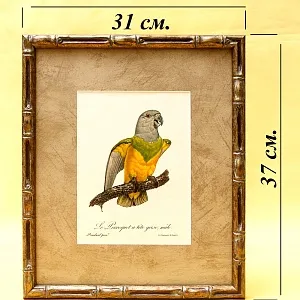 Картина - Литография «Попугай на ветке» из серии «Птицы», Голландия.
