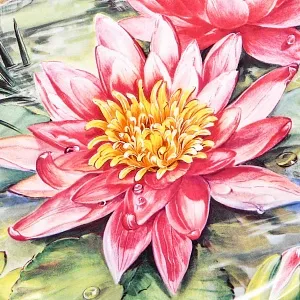 Авторская Фарфоровая Тарелка - Блюдо «Водная лилия Розовая сенсация», Rosenthal Германия - 2000 год. 