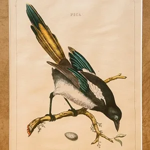 Картина - Литография «Сорока» из серии «Птицы Голландии». Nederlandce Vogelen, Голландия.