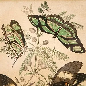 Антикварная Иллюстрация - Гравюра - Картина «Энциклопедия Лепидоптерологии - Бабочки», Германия -1869 год.