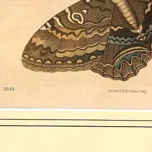 Антикварная Иллюстрация - Гравюра - Картина «Энциклопедия Энтомологии - Бабочки», Германия -1869 год.