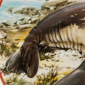 Коллекционная Рельефная Тарелка «ТЮЛЕНИ» Фарфор, Villeroy&Boch Германия -1981 год.