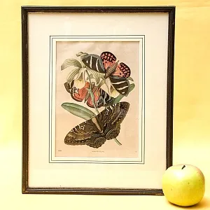 Антикварная Иллюстрация - Гравюра - Картина «Энциклопедия Энтомологии - Бабочки», Германия -1869 год.