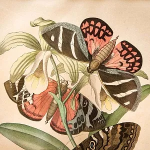 Антикварная Иллюстрация - Гравюра - Картина «Энциклопедия Энтомологии - Бабочки», Германия -1869 год.