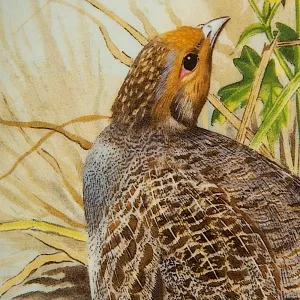 Коллекционная Тарелка «Серая куропатка» Фарфор Лимож Limoges Франция 1979 год.