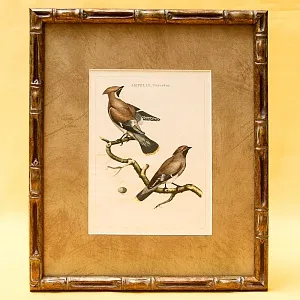 Картина - Литография «Свиристели» из серии «Птицы Голландии». Nederlandce Vogelen, Голландия.