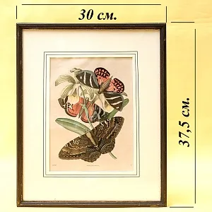 Антикварная Иллюстрация - Гравюра - Картина «Энциклопедия Энтомологии - Бабочки», Германия -1869 год.