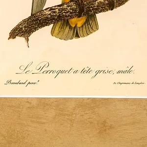 Картина - Литография «Попугай на ветке» из серии «Птицы», Голландия.