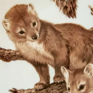 Коллекционная Тарелка «Лесной Год, ФЕВРАЛЬ. Куницы» Фарфор, Англия -1982 год.