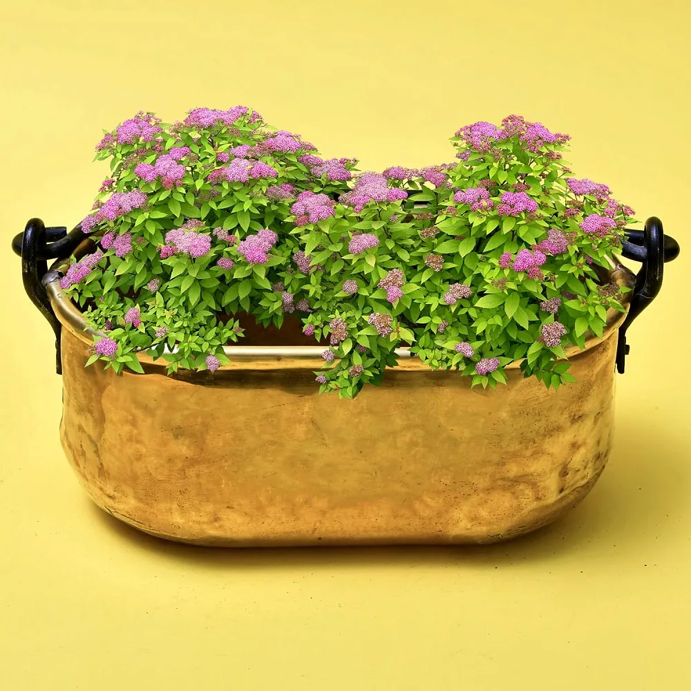 Антикварный Латунный Зольник - Кашпо с кованной ручкой 26 см. х 13 см., Франция начало ХХ века.