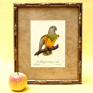 Картина - Литография «Попугай на ветке» из серии «Птицы», Голландия.